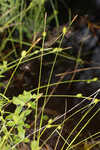 Sulphur sedge